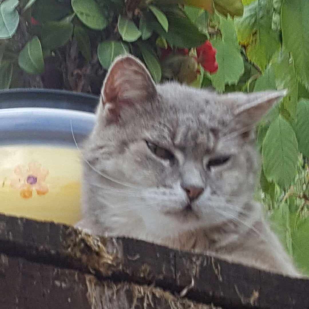 Tarif naturopathie animalière